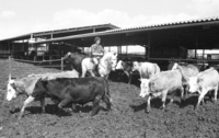 Abraham Feingold, a new immigrant from the United States found his future at Kibbutz Lahav becaming a cowboy of Texas version.