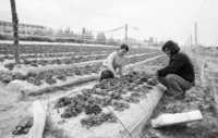 The Israeli strawberries are well known in Europe for their taste and size.