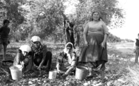 Great olive harvest in Upper Galilee.