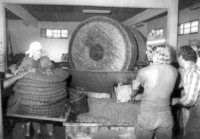 Making olive oil in Ilabun.