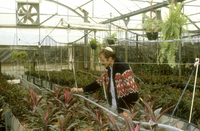 A settler's hothaus growing flowers for export in Elon More.