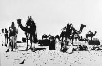 The Bedouins camel market near Beersheba.