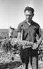 Brussels sprout harvest newly developed by the Israeli Agricultural Center.