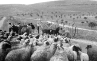 Israel gives medical help not only to South Lebanese people but also vaccinate flocks agains deseases near the Good Fence border.