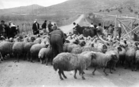 Israel gives medical help not only to South Lebanese people but also vaccinate flocks agains deseases near the Good Fence border.