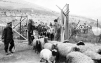 Israel gives medical help not only to South Lebanese people but also vaccinate flocks agains deseases near the Good Fence border.
