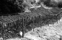 The Tobacco harverst in Galilee.