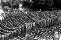 The Tobacco harverst in Galilee.