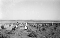 The members of the "Silent Monastery" in Latrun doesn'T talk but they grow grapes for wine which is well known for its taste.