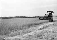 Harvesting the fields of Beit Shean.
