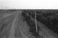 Vegetables grow in the Yamit area.