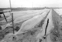 Vegetables grow in the Yamit area.