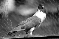 An unique pigeon.