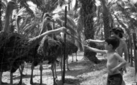 The Ostrich farm at the HaOn Kibbutz near the Kinneret Lake.