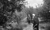 Druze farmers fumigating the olive trees at Tabcha.