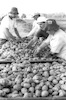 Potatos harvest in Ramat Hasharon fields.