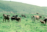 A beautiful landscape with a pastoral view.