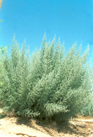 The experimental growings to keep the movable sand of the dunes in the Negev.