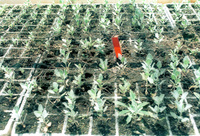 The experimental growings to keep the movable sand of the dunes in the Negev.