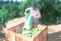 Harvesting aples in Galil Yam.