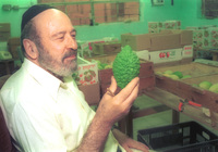 With the festival of Succot (Tabernacles) just over a month away, the picking of etrog fruit is well underway.