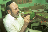 With the festival of Succot (Tabernacles) just over a month away, the picking of etrog fruit is well underway.