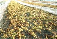 Drying grapes for the raisin product in the Lahish area.