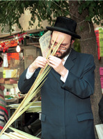 Thousands of Israelis spent the last few hours before the beginning of the seven-day festival of Succot on Wednesday 29 September 1993 looking in markets for the four Succot species - Etrog, Lulav, Hadas and Arava.