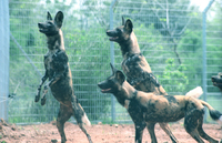 Wild wolf dogs at the Ramat Gan Safari after arriving from Frankfurt, Germany.