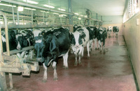 The milk industry at Kibbutz Geva.