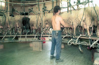 The milk industry at Kibbutz Geva.