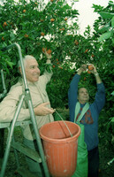 ORANGE GROWERS FACE CRISIS.