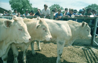 An auction for unique service bulls took place at the Neve Yaar, an experimental farm.