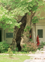 An old tree in a castle.