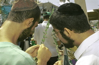 Orthodox Jews inspecting examples of the four species of Succot for possible defects - on the eve of the holiday at Tel Aviv Malchei Yisrael, 18 September 1994.