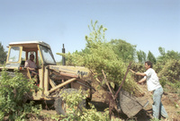 The drug department of the Police encovered an illegal field of marihuana at the Hadid Village near Lod.