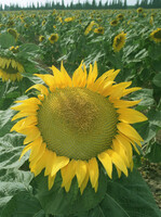 The picture shows a beuatiful sunflower.