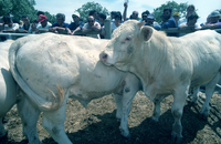 An auction for unique service bulls took place at the Neve Yaar, an experimental farm.