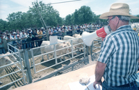 An auction for unique service bulls took place at the Neve Yaar, an experimental farm.