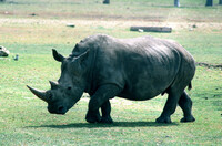 A rino in the Ramat Gan Safari.