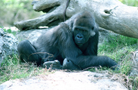 A gorilla in the Ramat Gan Safari.