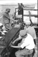 Harvesting Coton.
