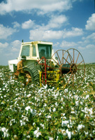 Harvesting Coton.
