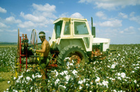 Harvesting Coton.