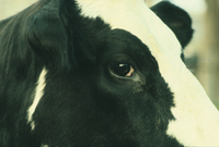 A cow's head.