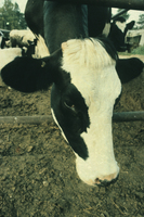 A cow's head.