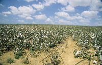 Harvesting Coton.