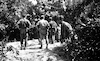 IDF units searching after Arab terrorists in Gaza Strip who hide in the orchards surrounding the Gaza town.