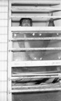 A group of women prisoners in the Neve Tirza prison - including terrorists from abroad and Israeli criminals - staged a drmatic presentation in the Prison.