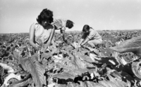 גשור, האחזות הנח"ל החדשה ברמת הגולן.